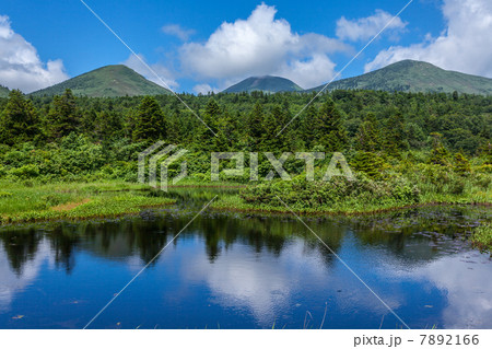 夏の八甲田 睡蓮沼 7892166