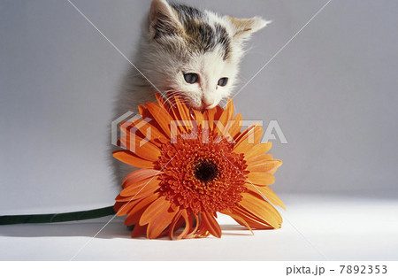 Cat playing with a flower Cat playing with a flower 7892353