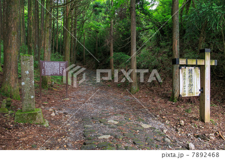 箱根旧街道の石畳 7892468