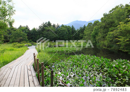 箱根湿生花園 箱根湿生花園 7892483
