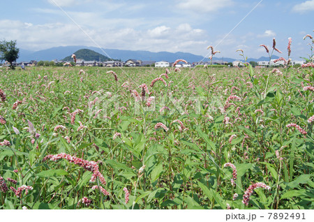 オオイヌタデ 7892491