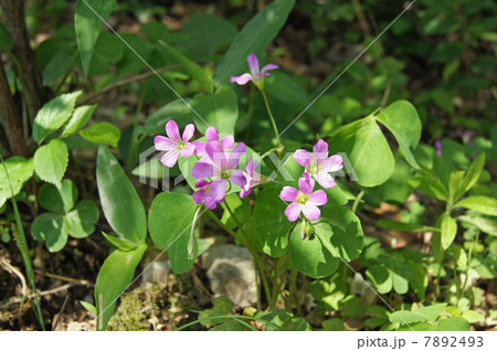 ムラサキカタバミ 7892493