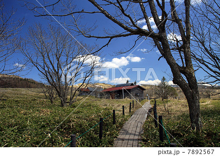 八島ヶ原湿原 7892567