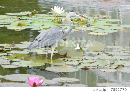アオサギと睡蓮 7892770