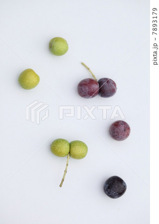 オリーブ（アルベキナ） 7893179