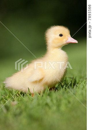One duckling on grass One duckling on grass 7893566