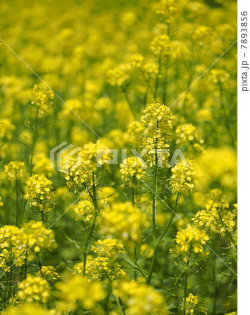 満開のキガラシ 7893856