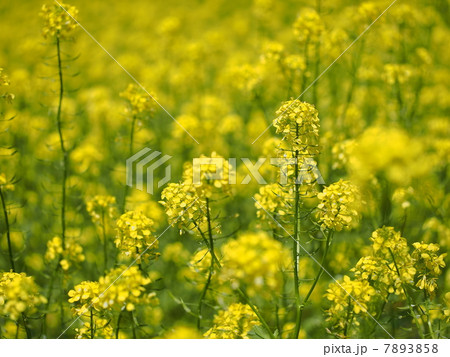 満開のキガラシ 満開のキガラシ 7893858