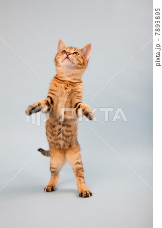 Cat standing on back legs Cat standing on back legs 7893895