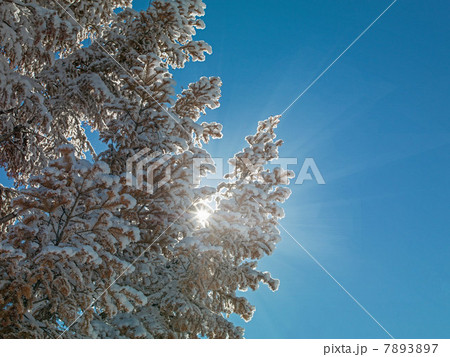 Snow covered tree against blue sky 7893897