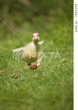 One gosling running on grass trying to take off 7894168