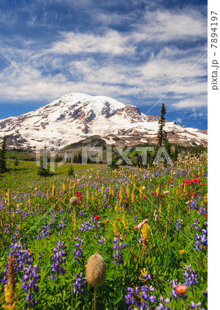 Summer alpine wild flower meadow, Mount Rainier National Park, Washington, USA 7894197