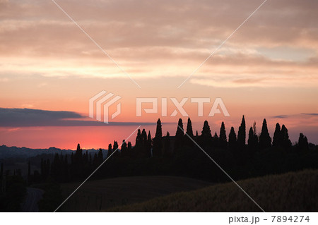 Cypress trees at sunset near Siena, Tuscany, Italy 7894274