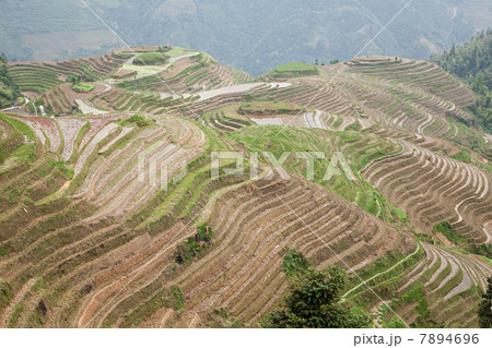 China, guangxi, longsheng, dragon's backbone rice terraces 7894696
