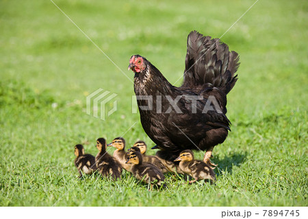 Six ducklings with a hen on grass 7894745