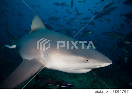 Shark swimming underwater 7894797