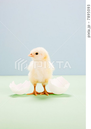 Chick standing by broken egg, studio shot 7895093
