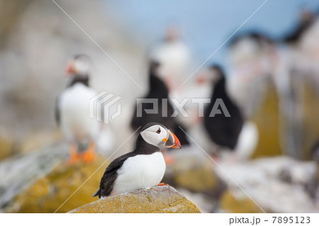 Atlantic puffin Atlantic puffin 7895123