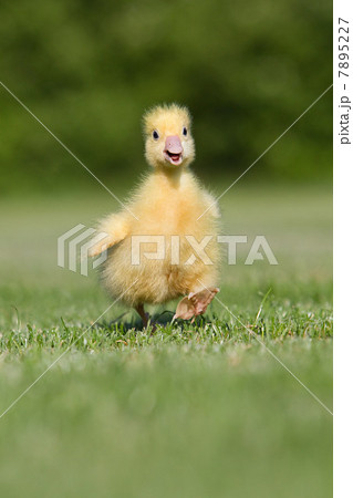 One gosling walking on grass 7895227