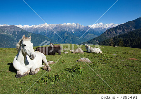Horses in mountains near Manali, above Kullu Valley, Himachal Pradesh, India 7895491