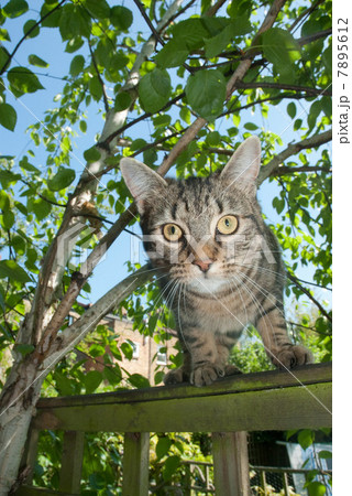 Tabby cat on the prowl 7895612
