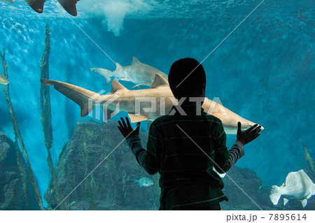 Boy watching sharks in aquarium 7895614