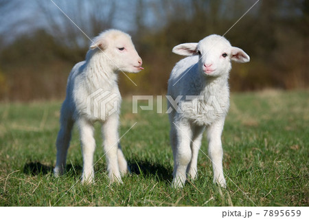 Two lambs in field 7895659