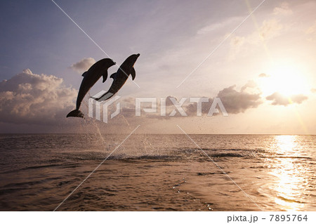Bottlenose dolphins leaping from sea at sunset 7895764