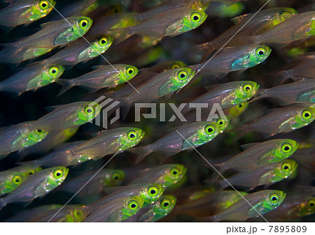 Close up of colorful fish underwater 7895809