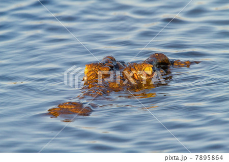 Crocodile, Kruger National Park, Africa 7895864
