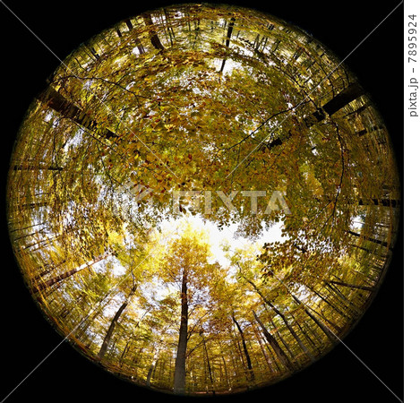 Fisheye perspective of trees in forest 7895924