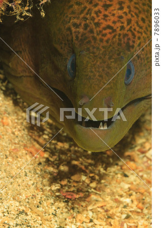 Close up of moral eel's face 7896033
