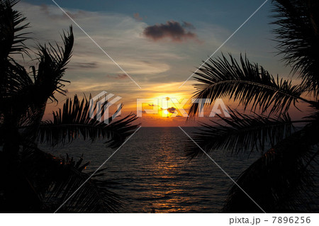 Palm trees, Varkala, Kerala, India 7896256