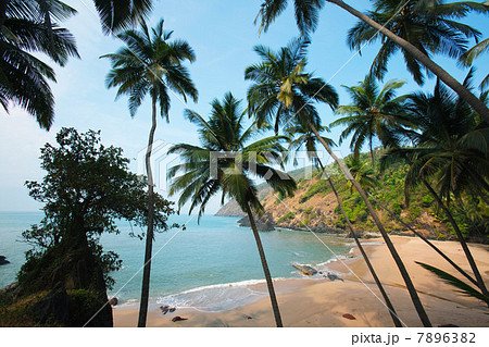 Palm trees and beach, Goa, India 7896382