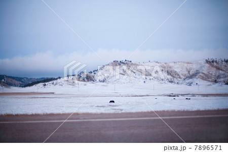 Cattle in snow covered field, South Dakota, USA 7896571