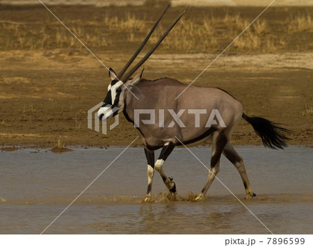Gemsbok walking through water, Kgalagadi Transfrontier Park, Africa Gemsbok walking through water, Kgalagadi Transfrontier Park, Africa 7896599