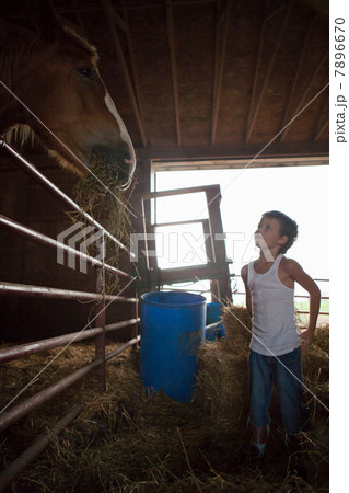 Boy feeding horse in barn Boy feeding horse in barn 7896670