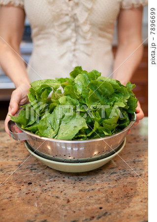 Mid adult woman holding colander of lettuce leaves 7896699