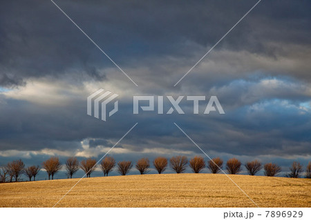 Row of trees in a field 7896929