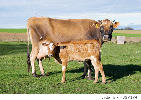 Cow and calf in field 7897174