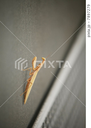 Close up of praying mantis 7897279