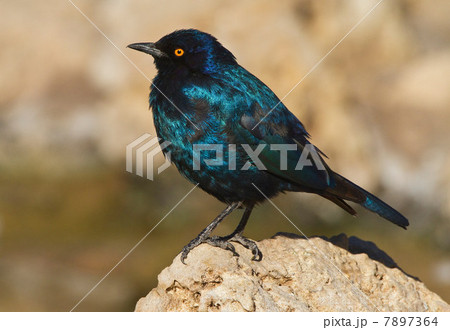 Cape Glossy Starling, Kgalagadi Transfrontier Park, Africa Cape Glossy Starling, Kgalagadi Transfrontier Park, Africa 7897364