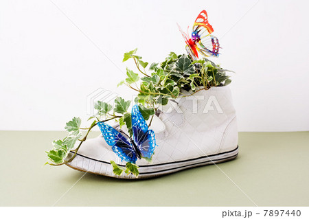 Ivy growing out of training shoe 7897440