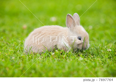 One rabbit sitting on grass 7897764