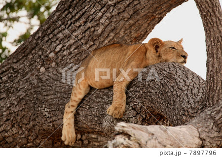Lion, Tanzania 7897796