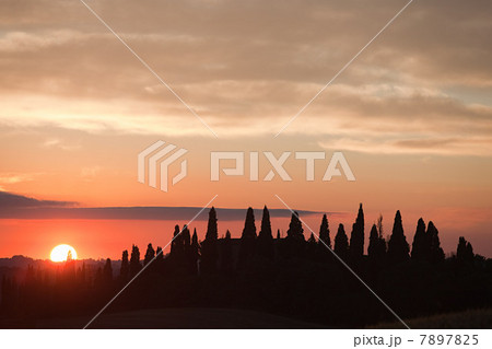 Cypress trees at sunset near Siena, Tuscany, Italy Cypress trees at sunset near Siena, Tuscany, Italy 7897825