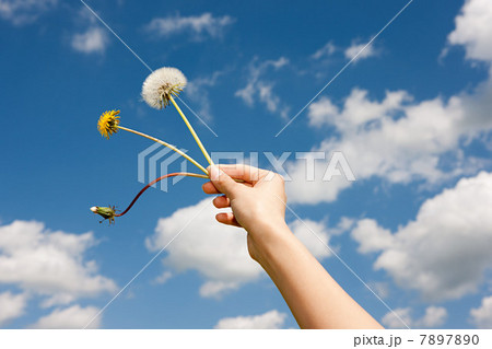 Woman's hand holding dandelion clocks 7897890