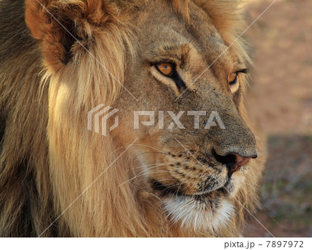 Lion portrait, Kgalagadi Transfrontier Park, Africa Lion portrait, Kgalagadi Transfrontier Park, Africa 7897972