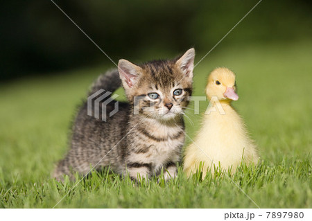 Kitten and duckling on grass 7897980