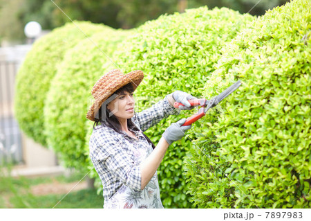 Woman trimming hedges in garden Woman trimming hedges in garden 7897983